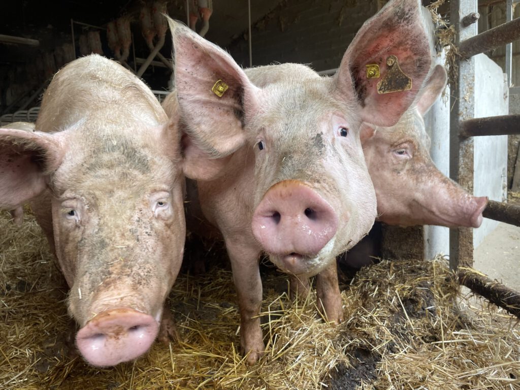Cochons de la ferme du ruisseau